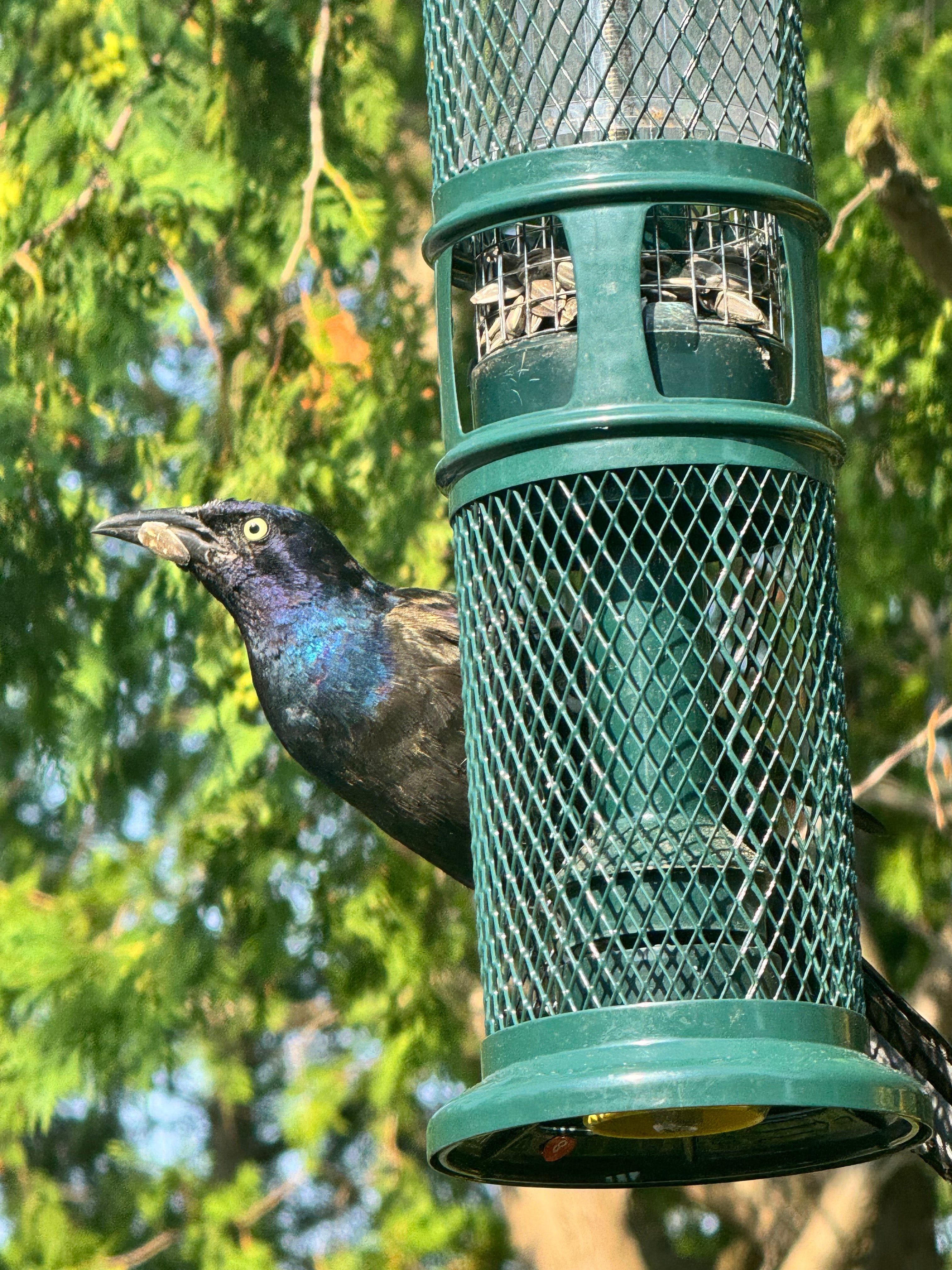Feeders – The Birdhouse Nature Store