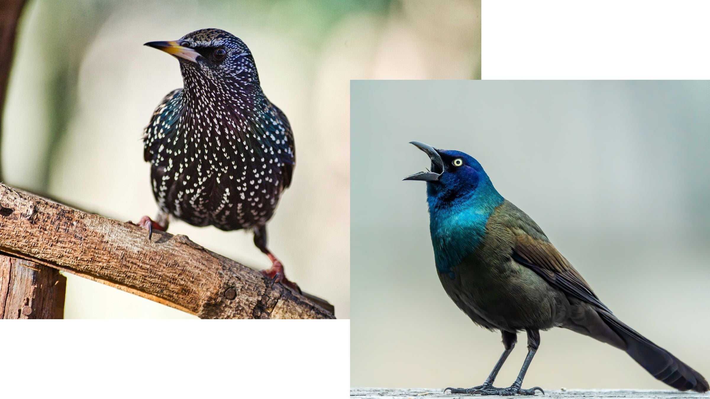 Grackles and Starlings