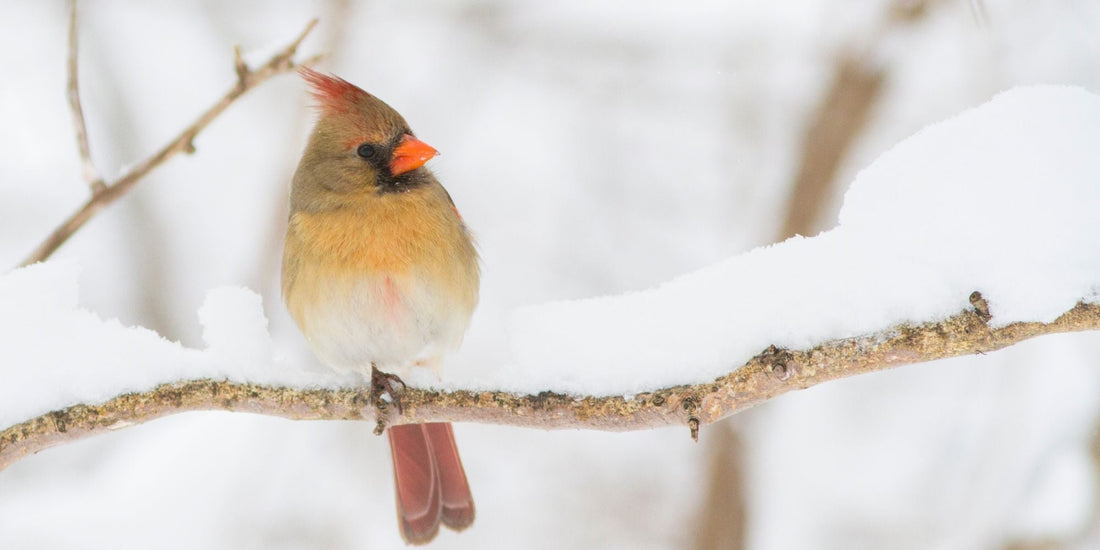 Cardinal Chronicles: Insights into the Symbolism and Splendor of these Spiritual Messengers