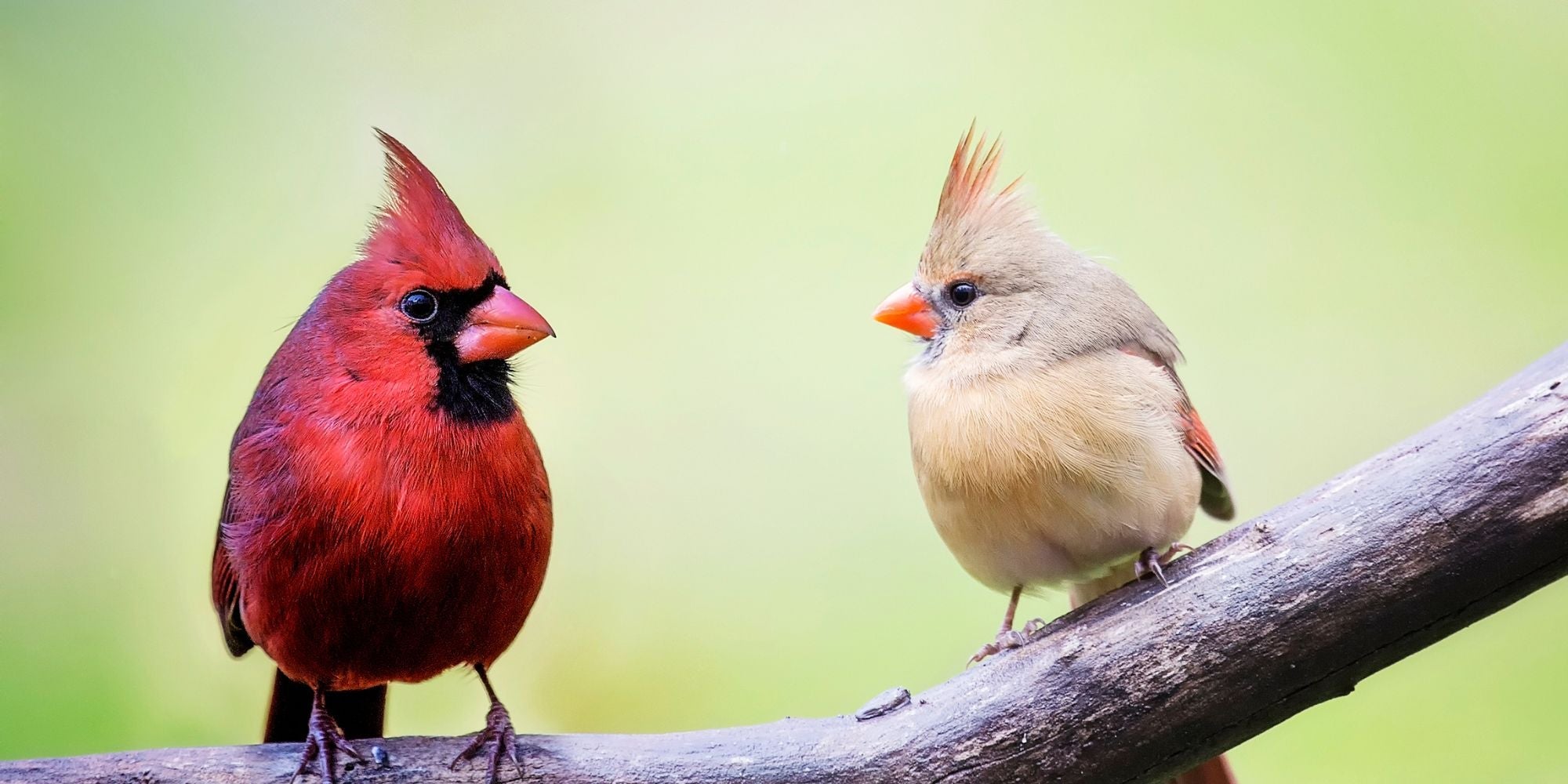 Northern Cardinals - Who better to serve as Decembers Bird of the Month?