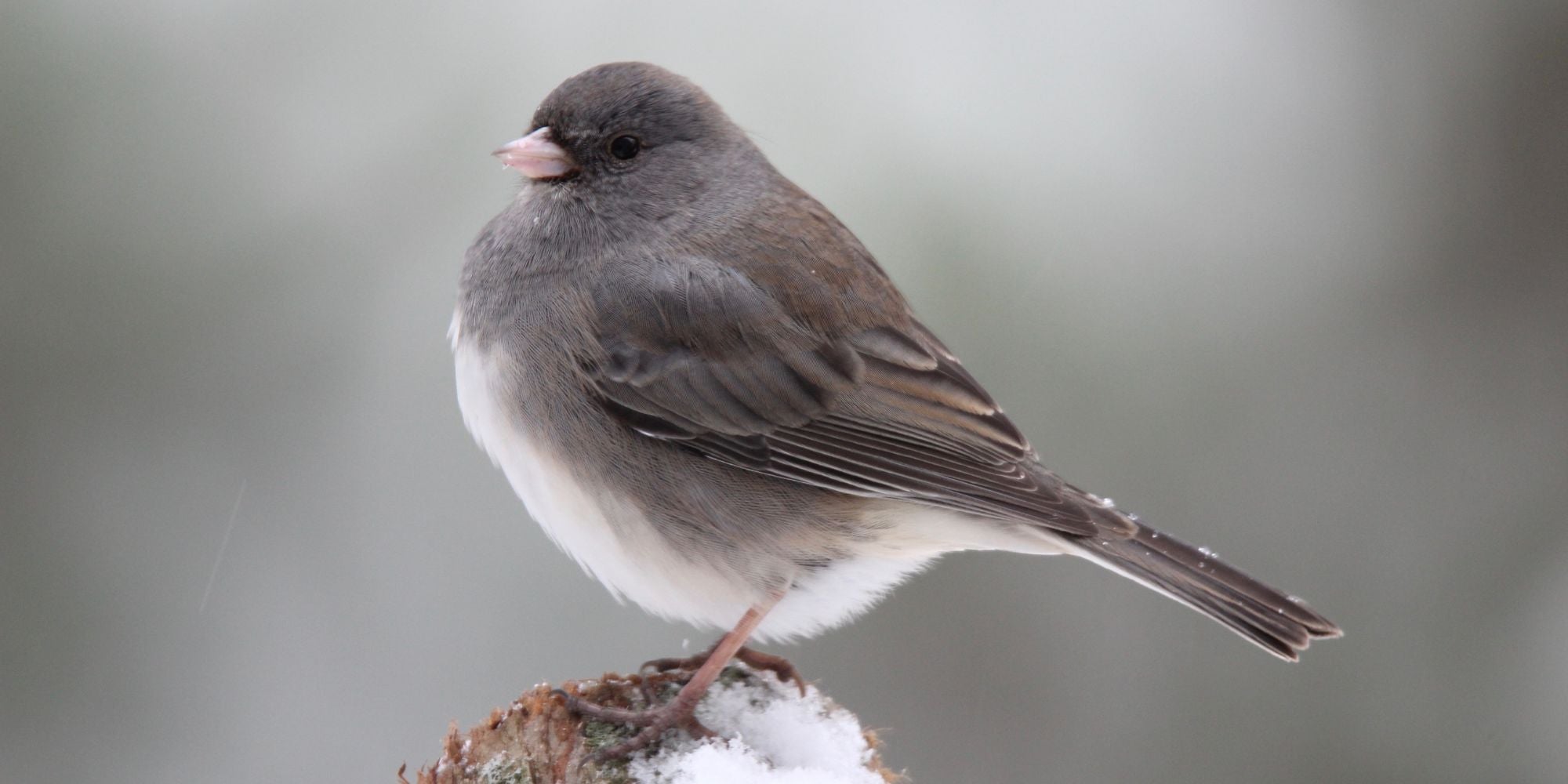 Ground Feeding Birds