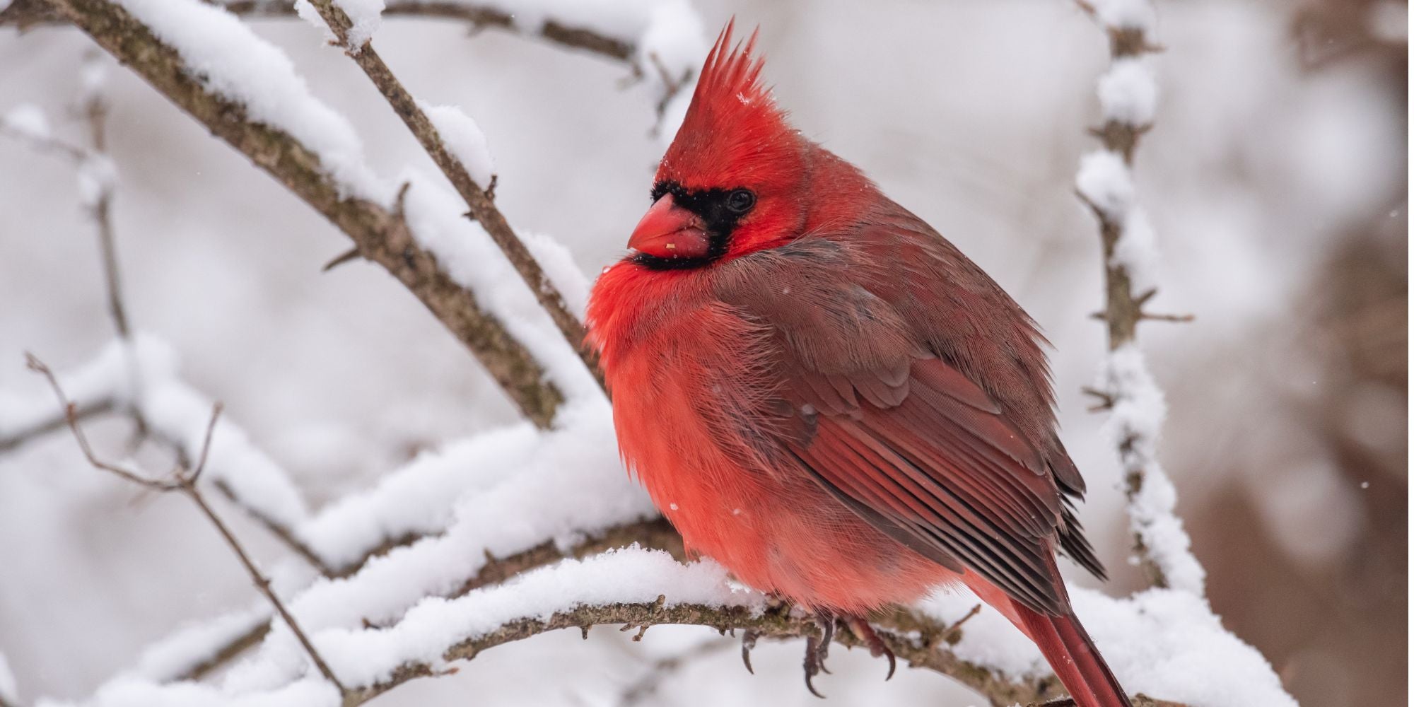 How to Help Wild Birds in Extreme Winter Weather (A New Year Guide for Canadians)