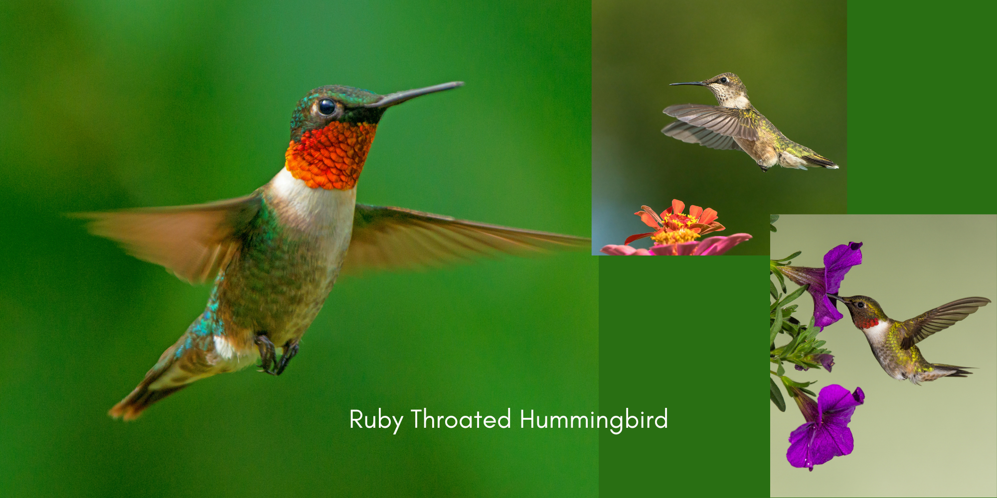 Why Have My Ruby-throated Hummingbirds Disappeared?