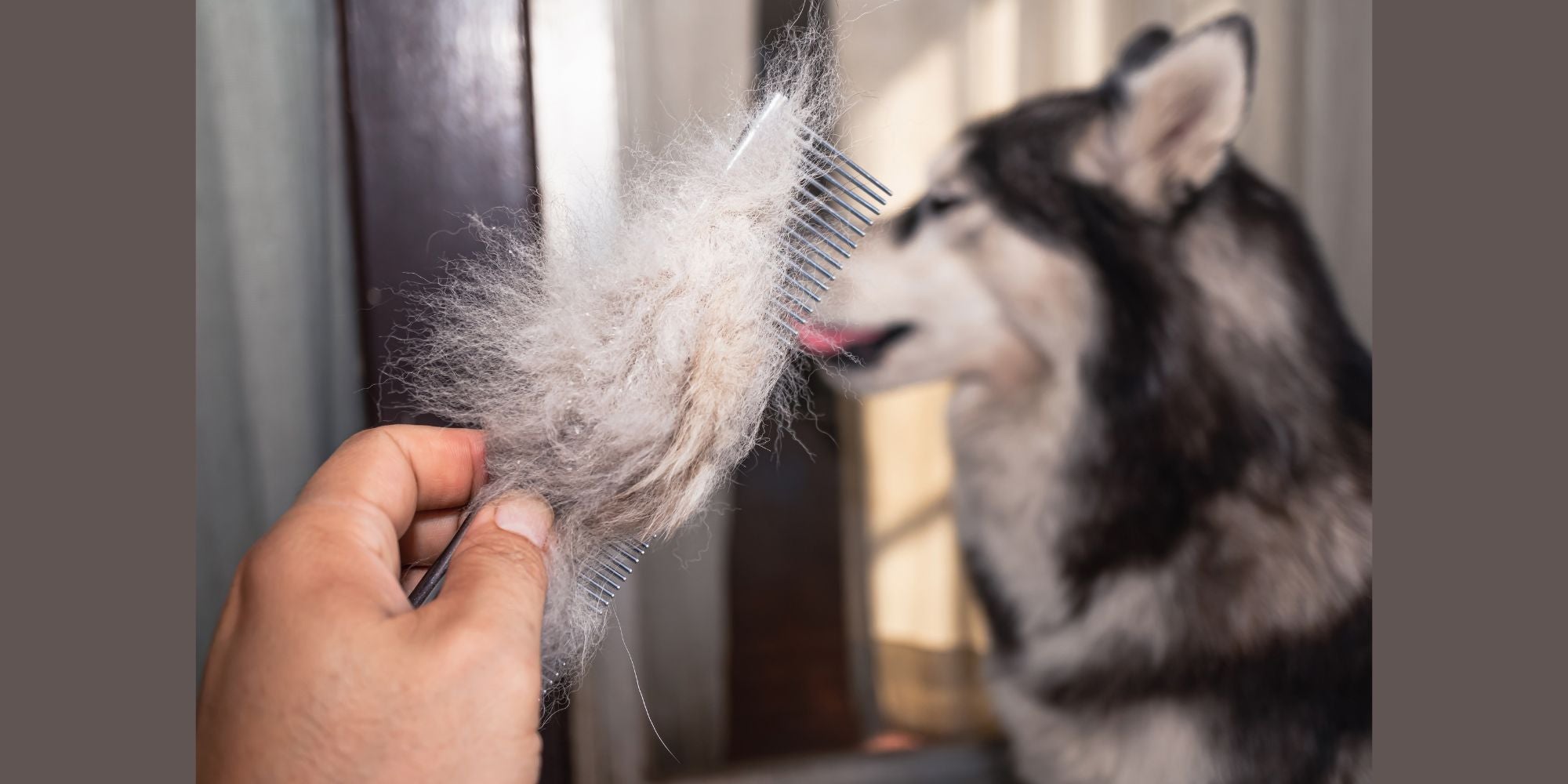 Why Pet Fur is Unsafe for Wild Birds