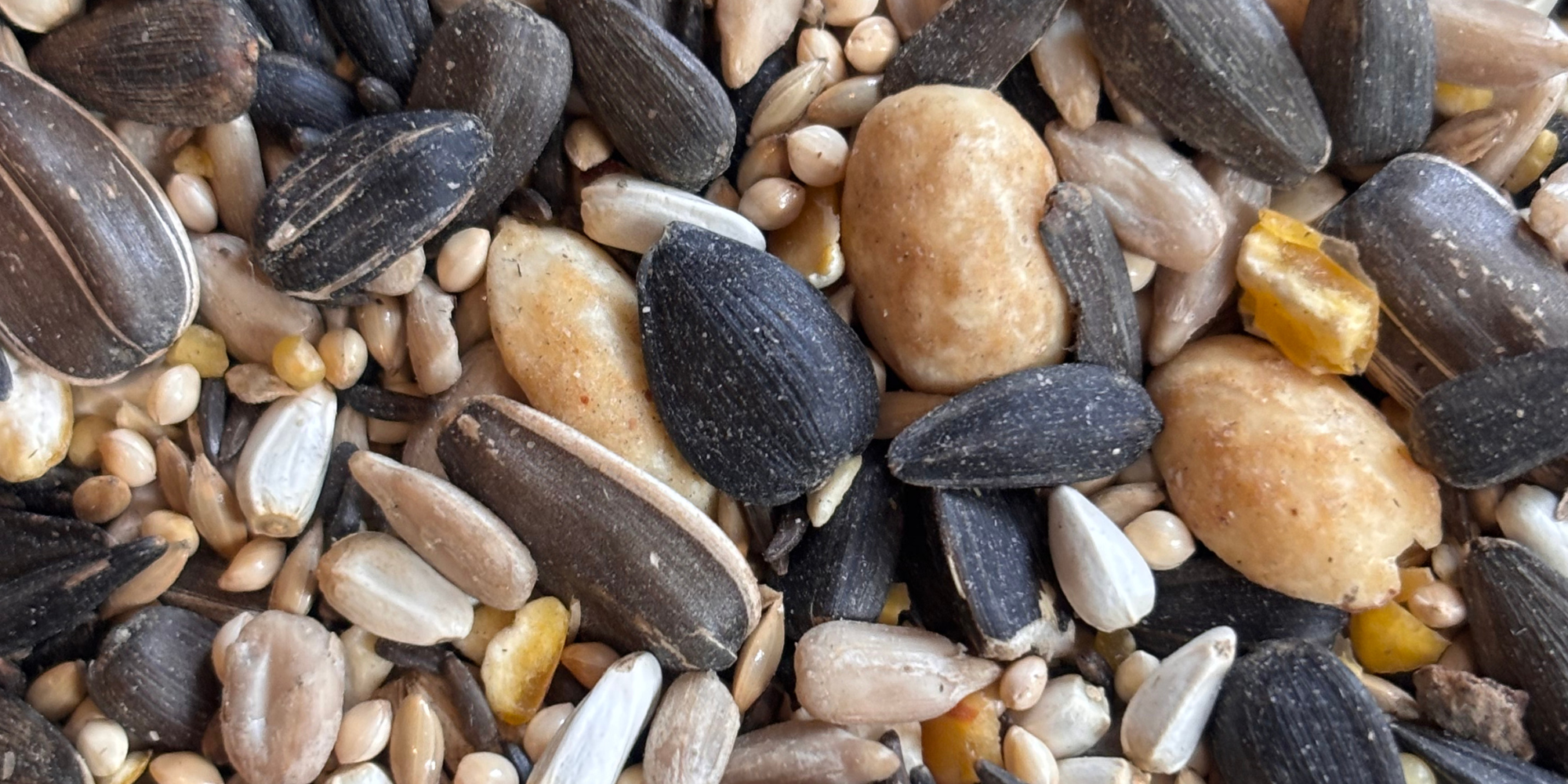 Embracing Seasonal Changes: Attracting Songbirds with the Right Stuff Seed Blend