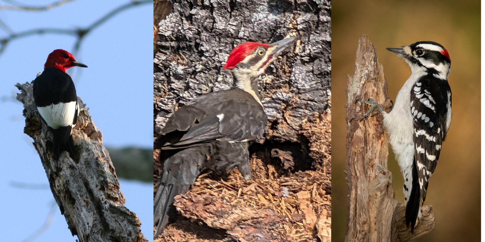 Left: Red Headed Woodpecker, Centre:Pileated Woodpecker on a dead tree in Ontario, Right: Downy Woodpecker
