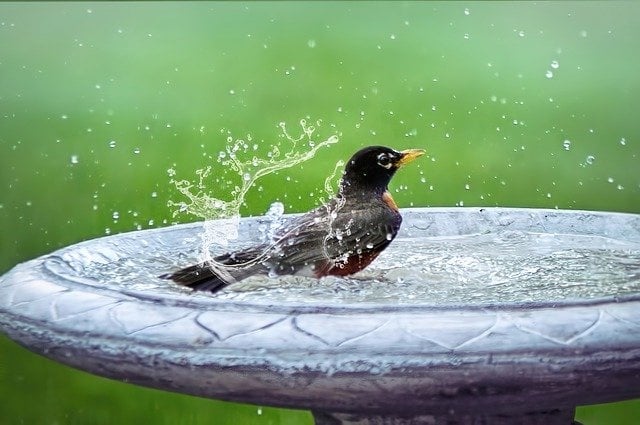 Are Birdbaths Worth The Money?