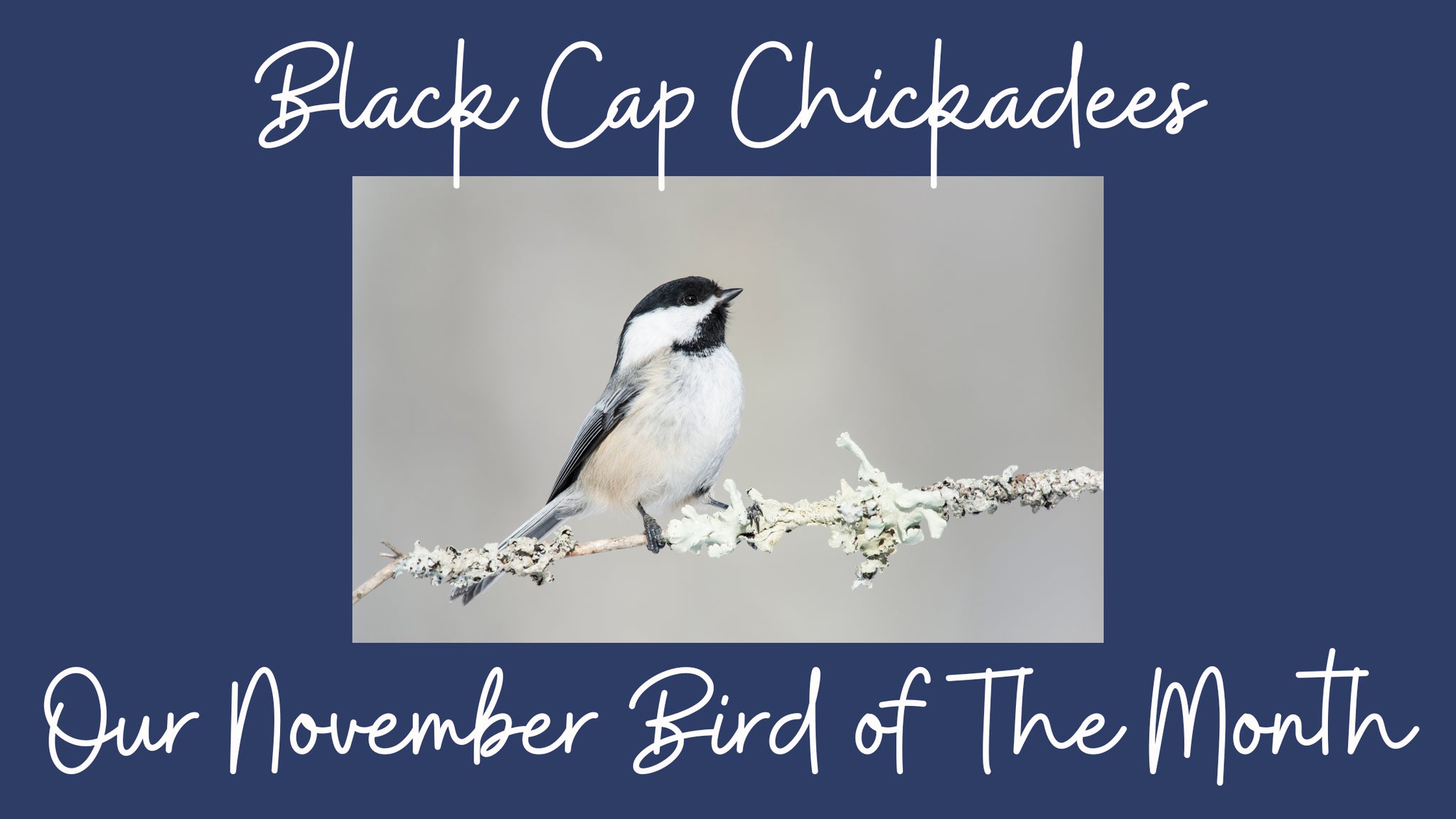 Bird of the Month for November -Chickadees