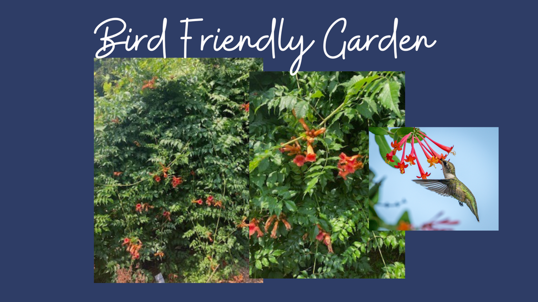 Creating a Bird Friendly Garden
