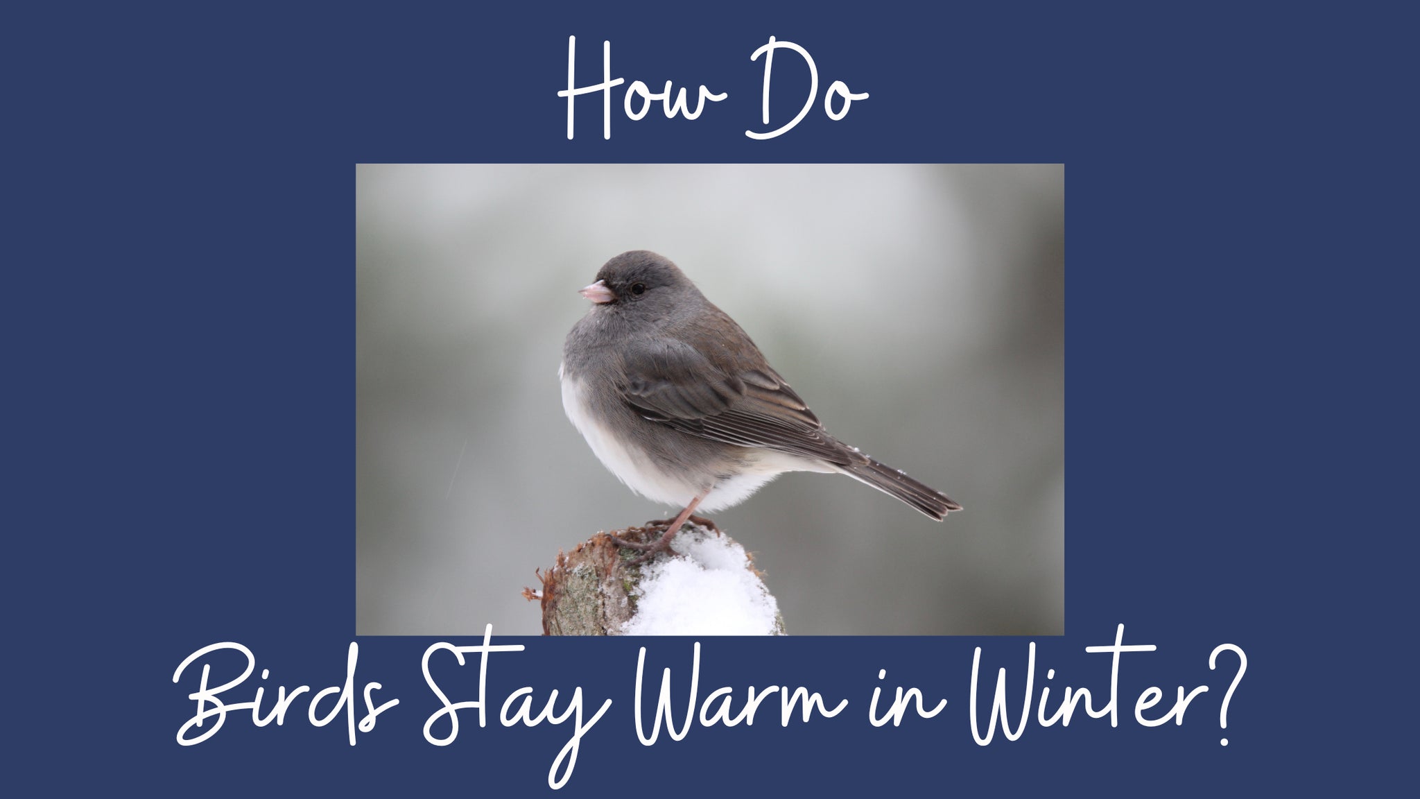 How Do Birds Stay Warm in Winter?