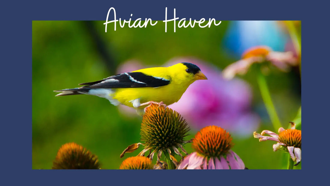How to Make an Avian Haven