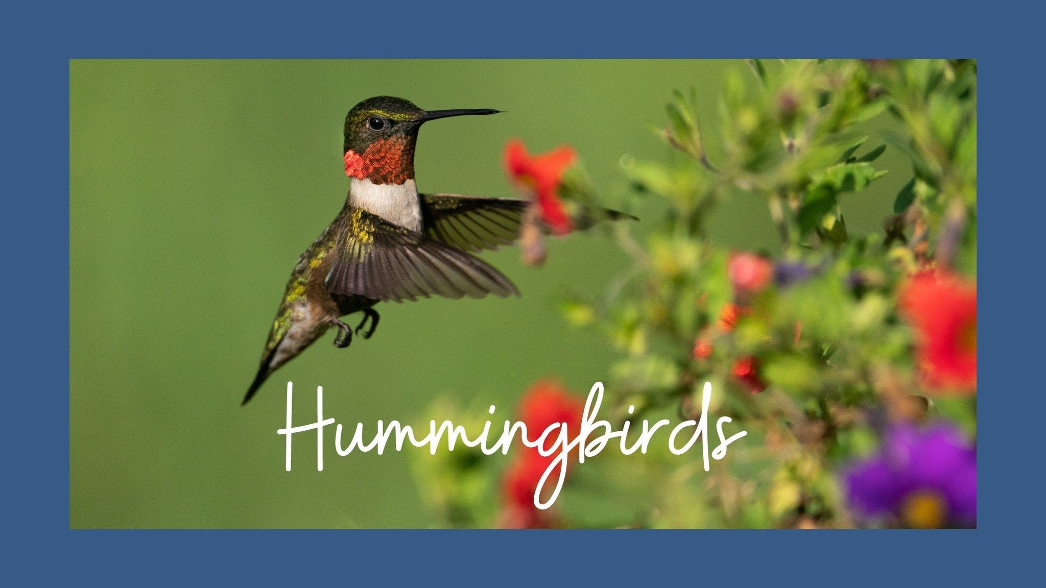 Hummingbirds