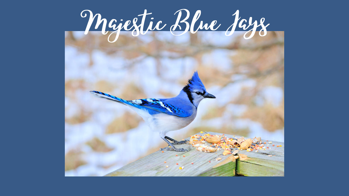 Majestic Blue Jays: Unveiling the Beauty and Fascinating Traits – The ...