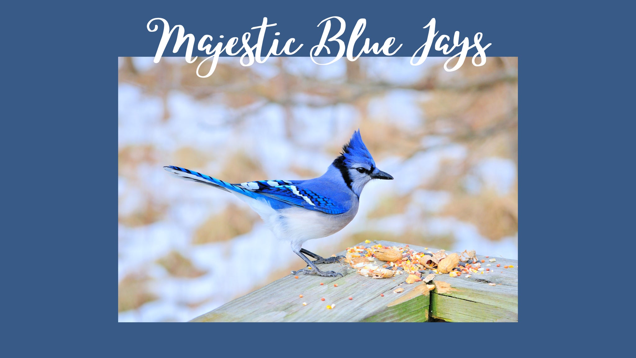 Majestic Blue Jays: Unveiling the Beauty and Fascinating Traits