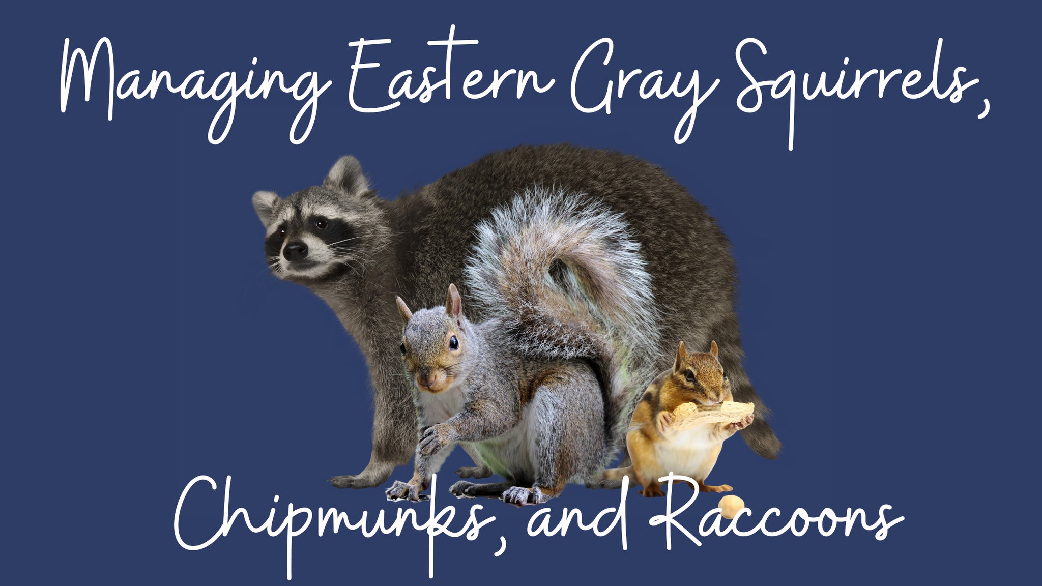Managing Eastern Gray Squirrels, Chipmunks, and Raccoons in Your Backyard Birding Space