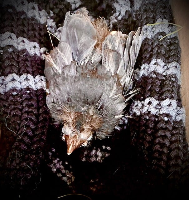 What To Do With an Injured Bird In My Yard.