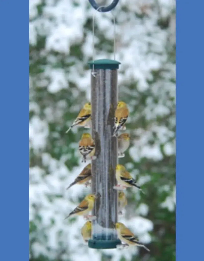 Large Spruce Nyjer Tube