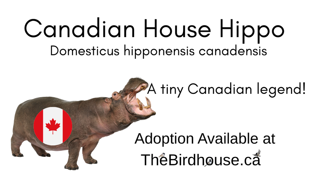 Handcrafted Medium Metal “Canadian House Hippo” Sculpture