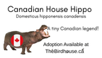 Handcrafted Medium Metal “Canadian House Hippo” Sculpture