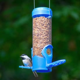 Dried Mealworm Bluebird Feeder
