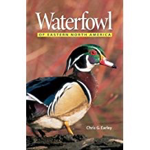 Waterfowl