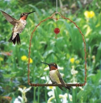 Hummingbird Copper Swing