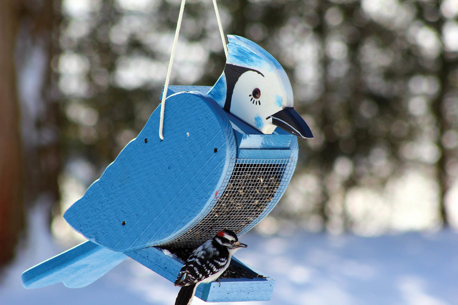 Blue Jay Shaped Feeder