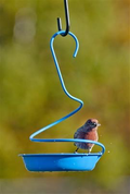 Mealworm / Bluebird Feeder