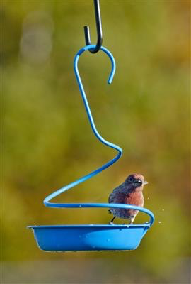 Mealworm / Bluebird Feeder