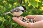 (Local Refill Program) Premium Right Stuff Birdseed 🍁🇨🇦
