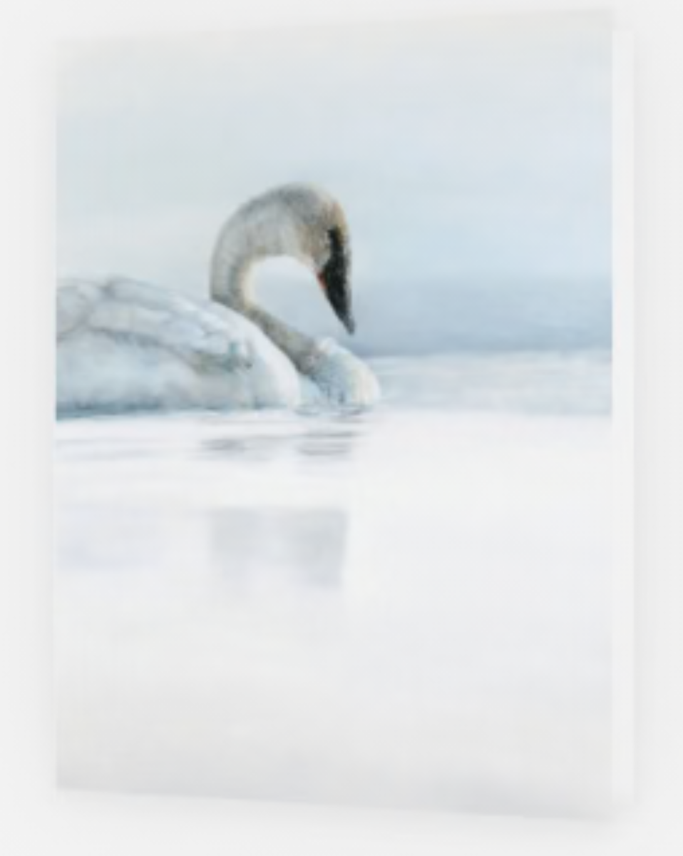 Premium Greeting Cards by Crystal Clark Animal Art
