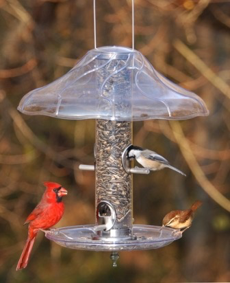Swirl Tray by Aspects (Feeder and Weather dome not included)