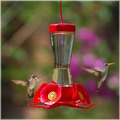 Glass Hummer Fdr