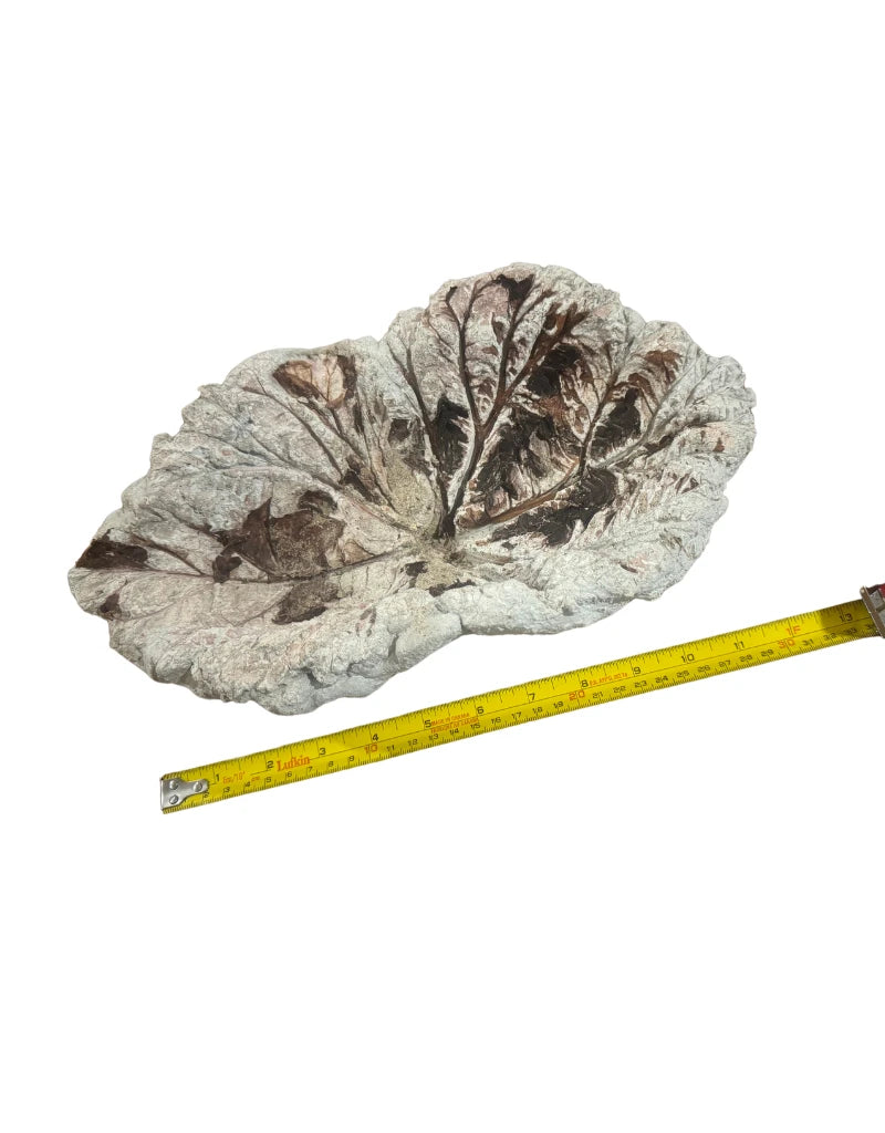 Double Leaf Small Rhubarb Cement Birdbath
