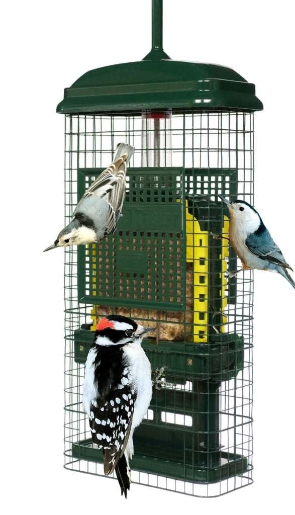 Squirrel Buster Suet Feeder