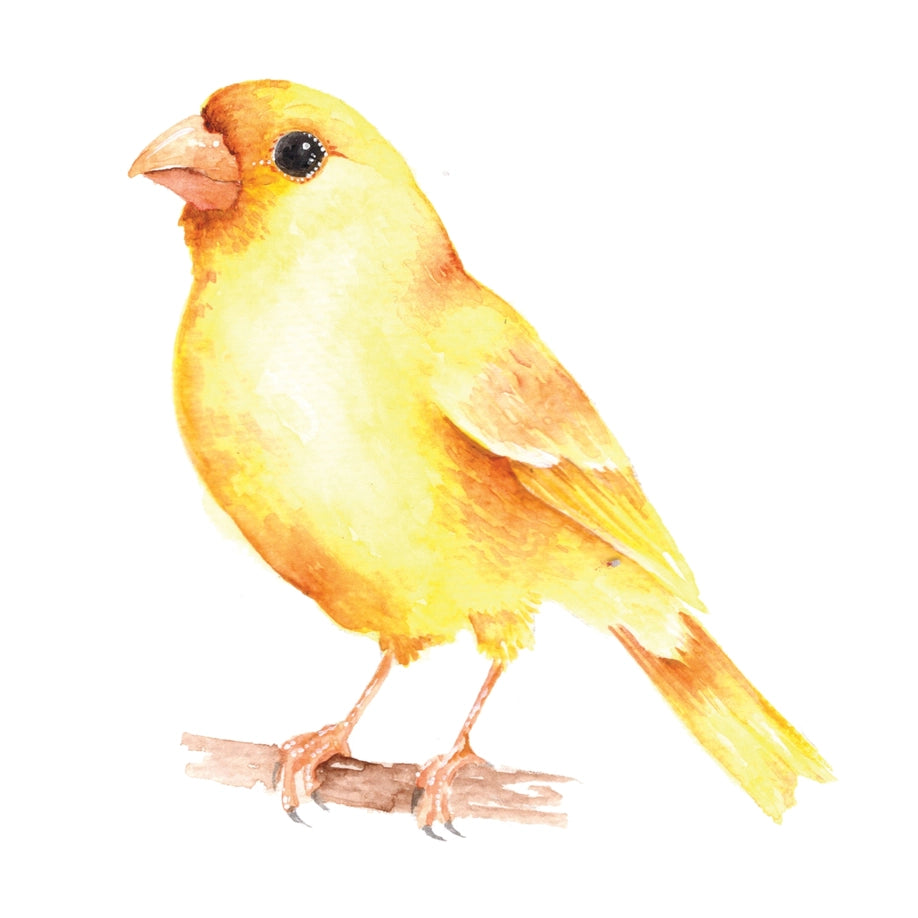 Beautiful Birds Watercolor Workbook By Willow Wolfe