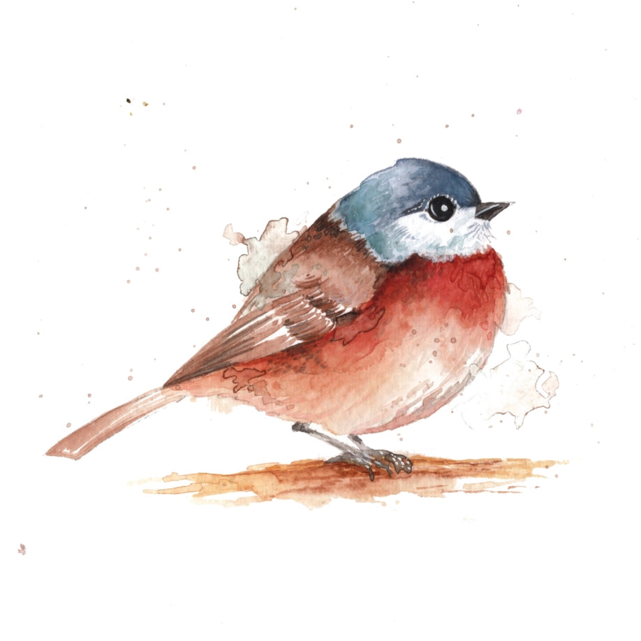 Beautiful Birds Watercolor Workbook By Willow Wolfe