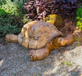 Giant Galapagos Tortoise - Ancient Stone
