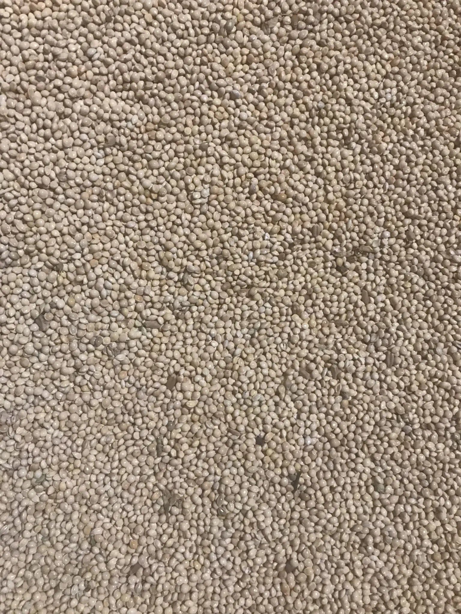 Premium White Millet