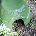 Toad House